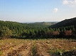 Wishing we could plant the trees in Noto Region Forests in future