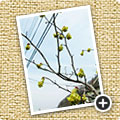 Tosamizuki(Corylopsis Spicate)